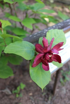 Calycanthus x raulstonii 'Hartlage Wine' sazaník Raulstonův - květ (1)